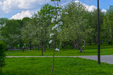 Small flowering apple tree.