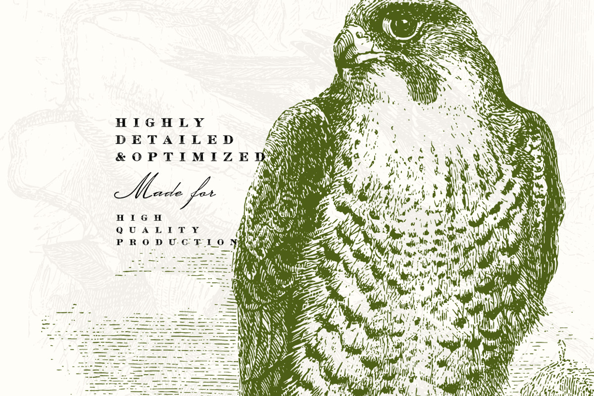 58 Birds Illustrations, an Illustration by Unember (Photo 3 of 4)