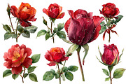Valentines Rose Clipart, an Illustration by Designworld (Thumbnail 5 of 5)