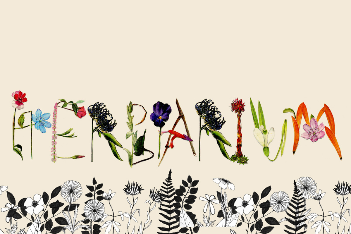 Herbarium preview 4