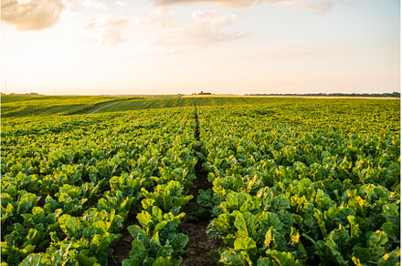 Young, sprouted root beet growing in, a Nature Photo by volodymyrshtun13795