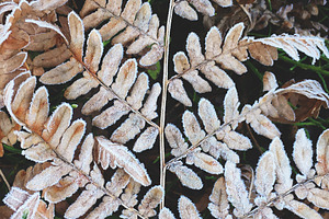 Frozen dry fallen fern branch., a Nature Photo by rorygez fresh