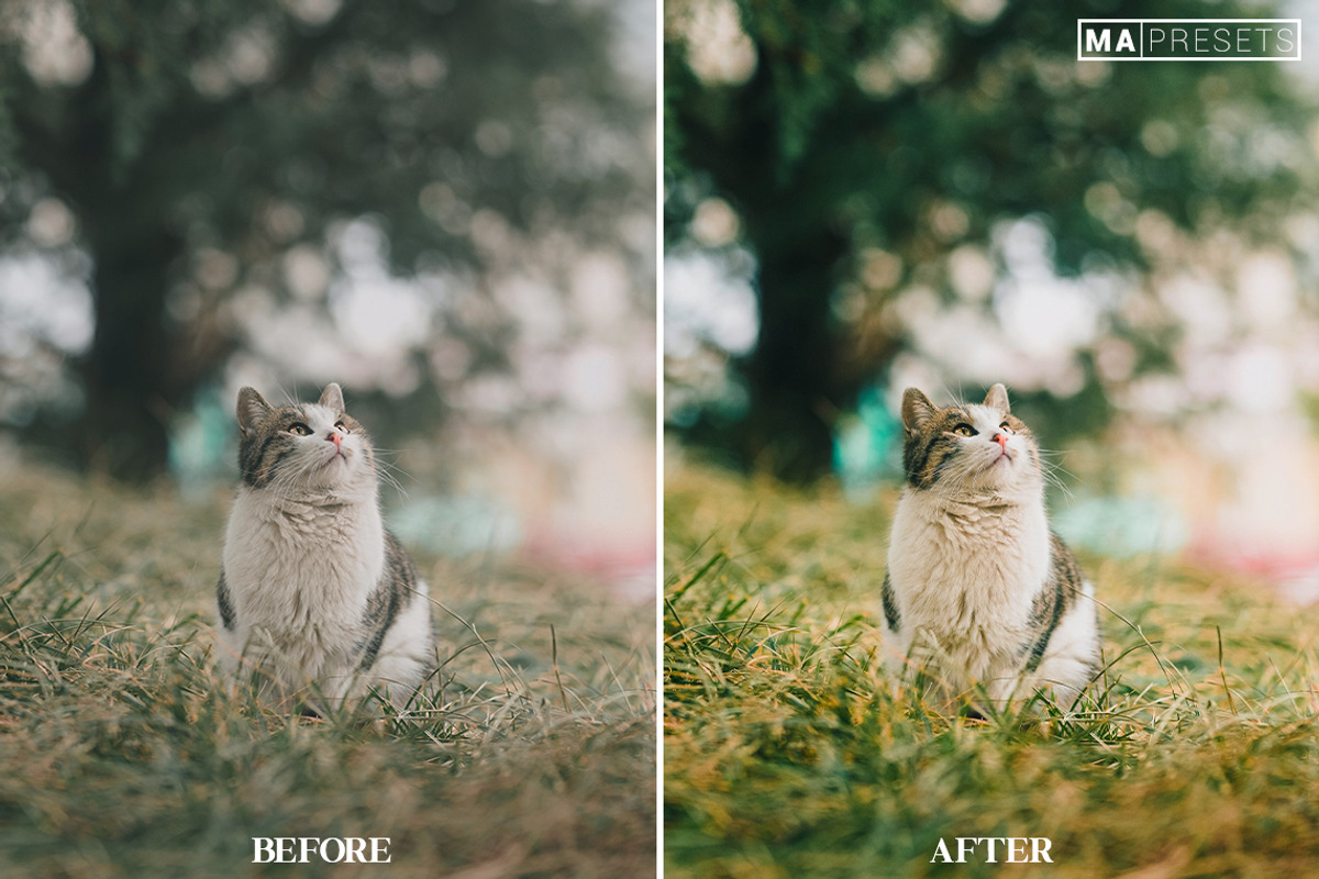 10 CAT Lightroom Presets, a Preset Add-On by MaPresets (Photo 9 of 15)