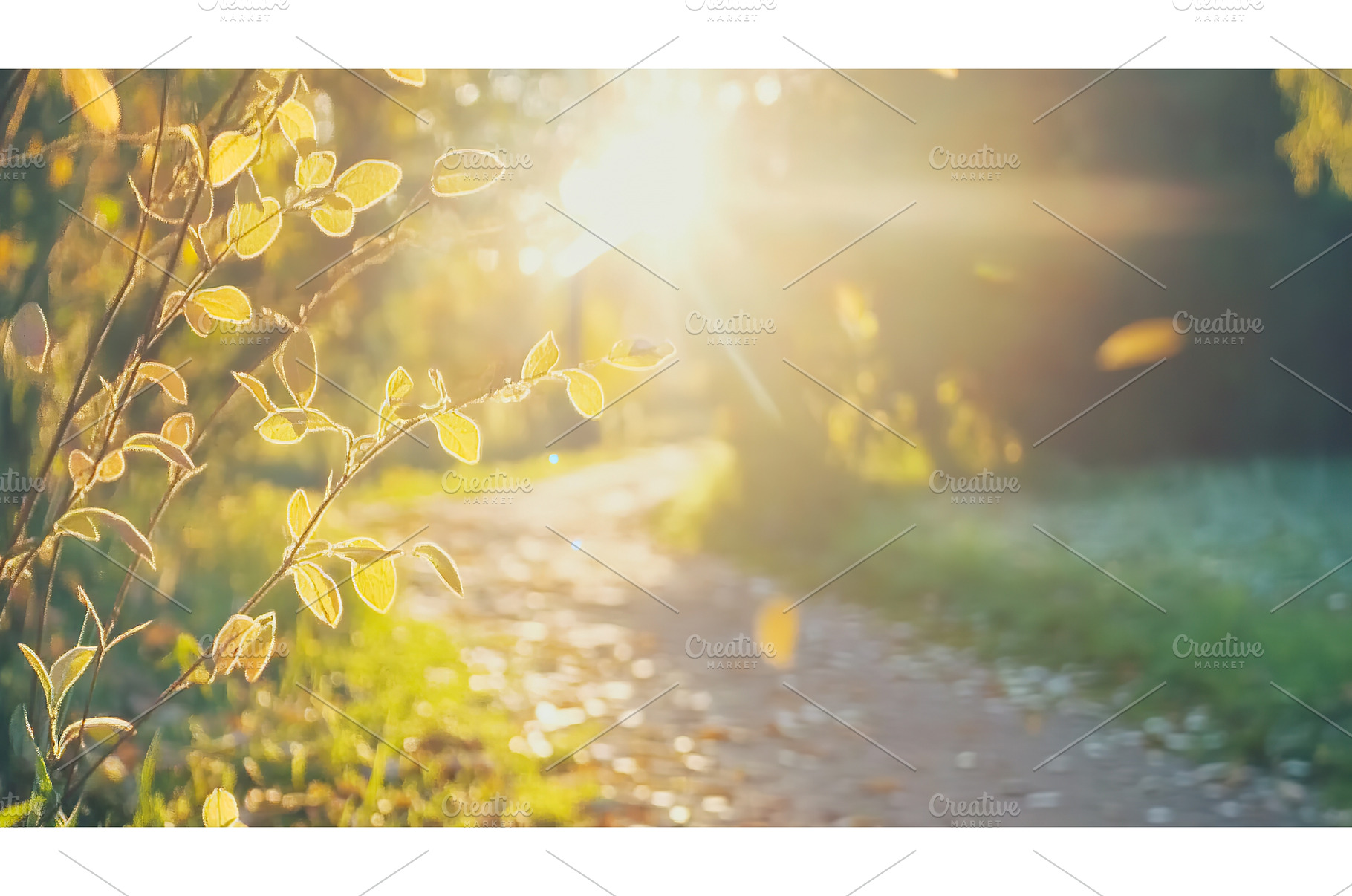 Sunlit path through lush green, a Nature Photo by Lermont51