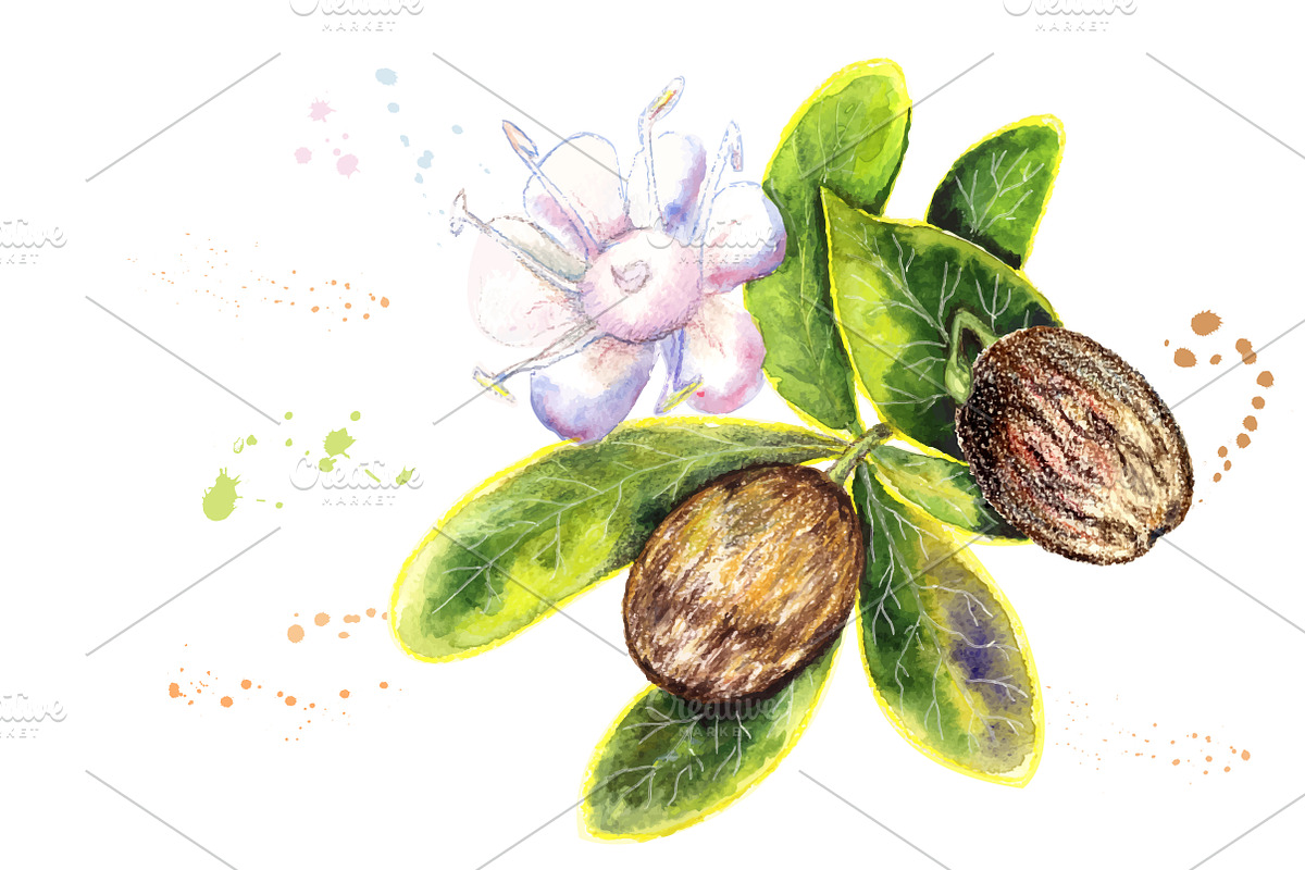 Shea watercolor, a Food Illustration by El Design