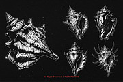 10 Bundle Dark Art Sea Shell Ocean, an Illustration by Morspective (Thumbnail 5 of 7)