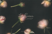 La Rosea — Botanical Floral Ephemera, a Background Graphic by nadispasibenko (Thumbnail 5 of 8)