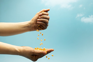 Hands pouring raw corn seeds against blue sky in sunlight. Agric, a Photo by salmon.black