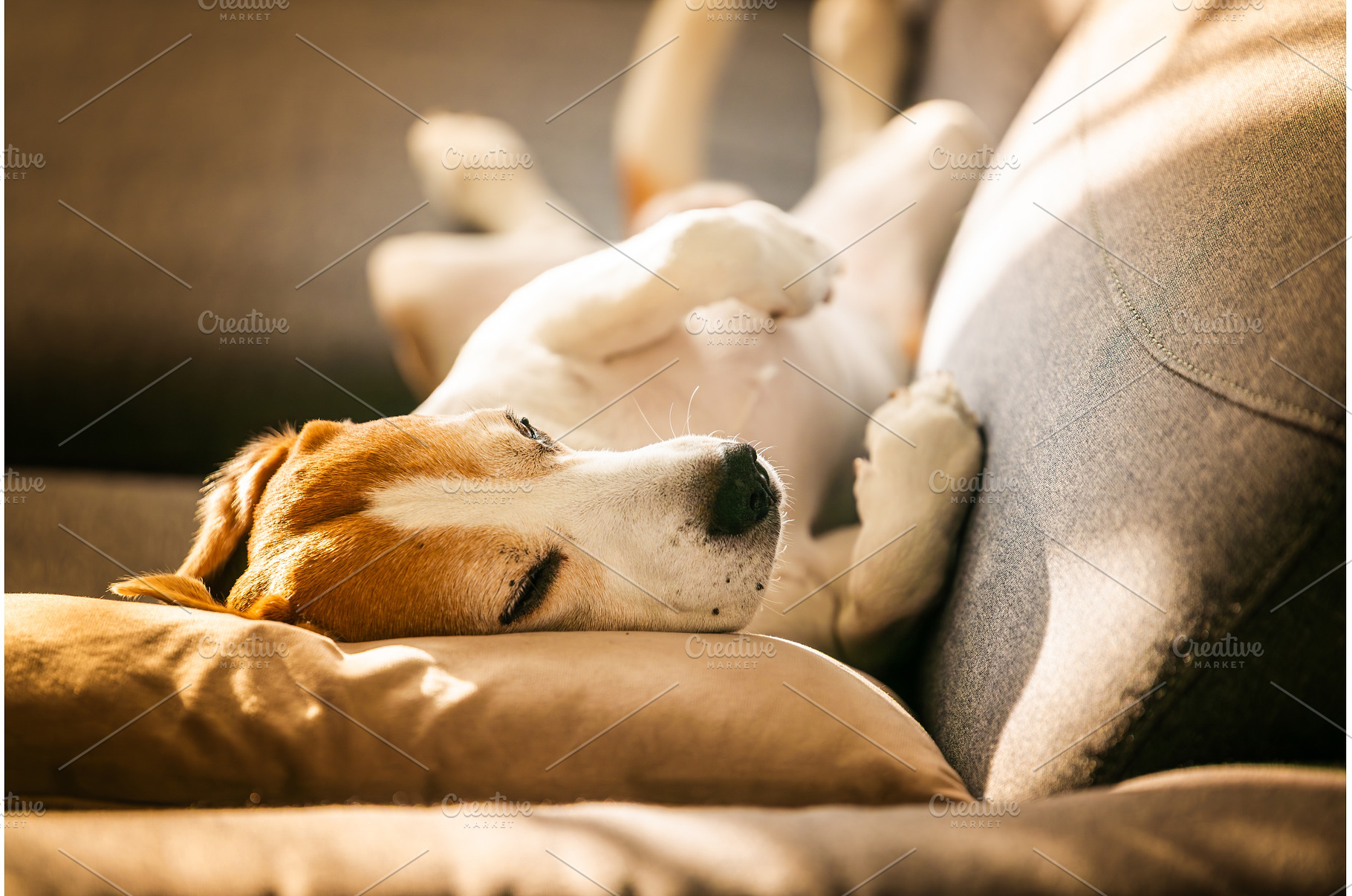 Funny Beagle Dog Sleeping Upside, an Animal Photo by MadPhotos
