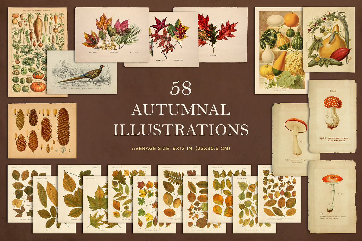 100 Vintage Autumn Ephemera, an Object Graphic by The Object Atlas (Photo 4 of 10)