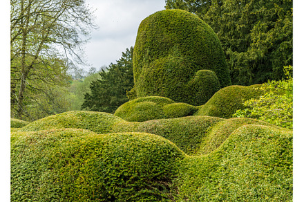 Unusual curvy topiary of yew bushes, an Architecture Photo by Backyard Stock
