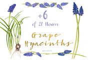 Grape Hyacinths_Blue Spring, an Illustration by watercolorwild.graphics (Thumbnail 5 of 8)