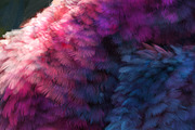 Plumage Atelier. Procreate Brushes, a Brush Add-On by Eldar Zakirov's (Thumbnail 10 of 25)
