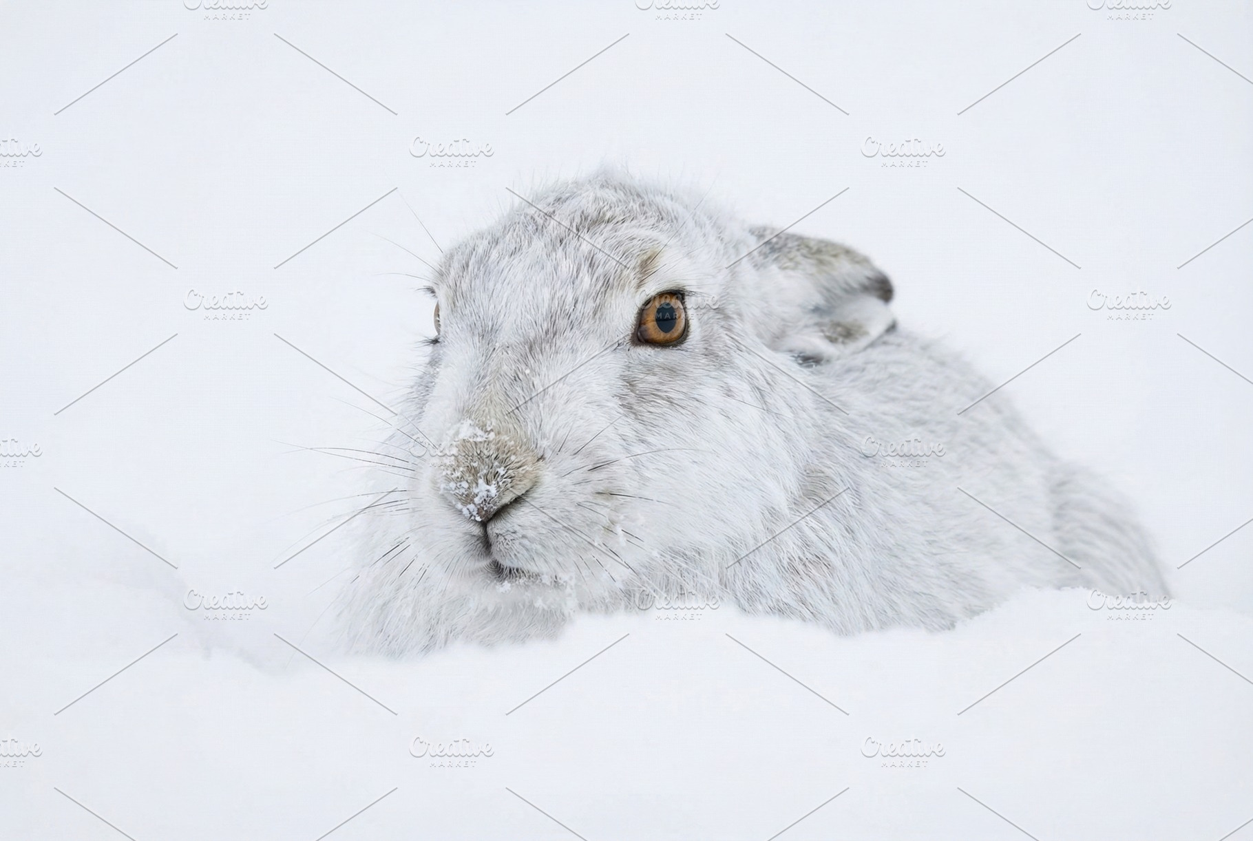 Close-up of a White Snow Hare, an Animal Photo by Virgo Studio