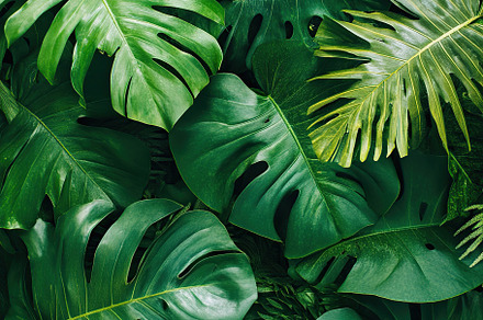 Lush tropical forest leaves create a vibrant green backdrop in a rainforest set, a Nature Photo by AlyaAnd