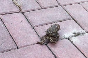 Brown toad on a red brick pathway surrounded by scattered debris, a Photo by AS photostudio