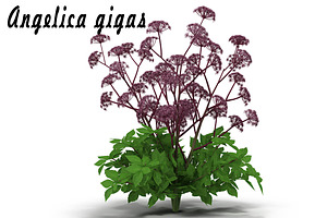 Angelica Gigas