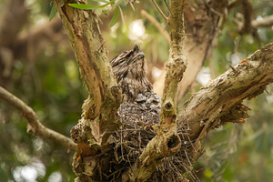 Tawny Frogmouth with Chic