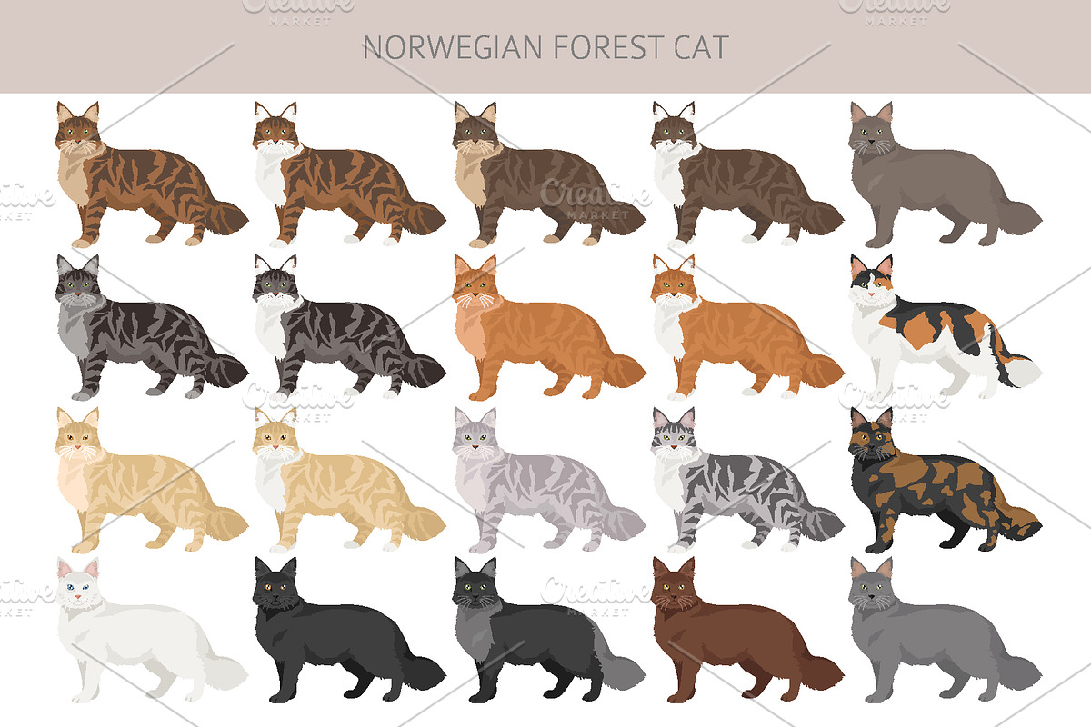 Norwegian Forest cat clipart, an Animal Illustration by pet design shop (Photo 2 of 6)