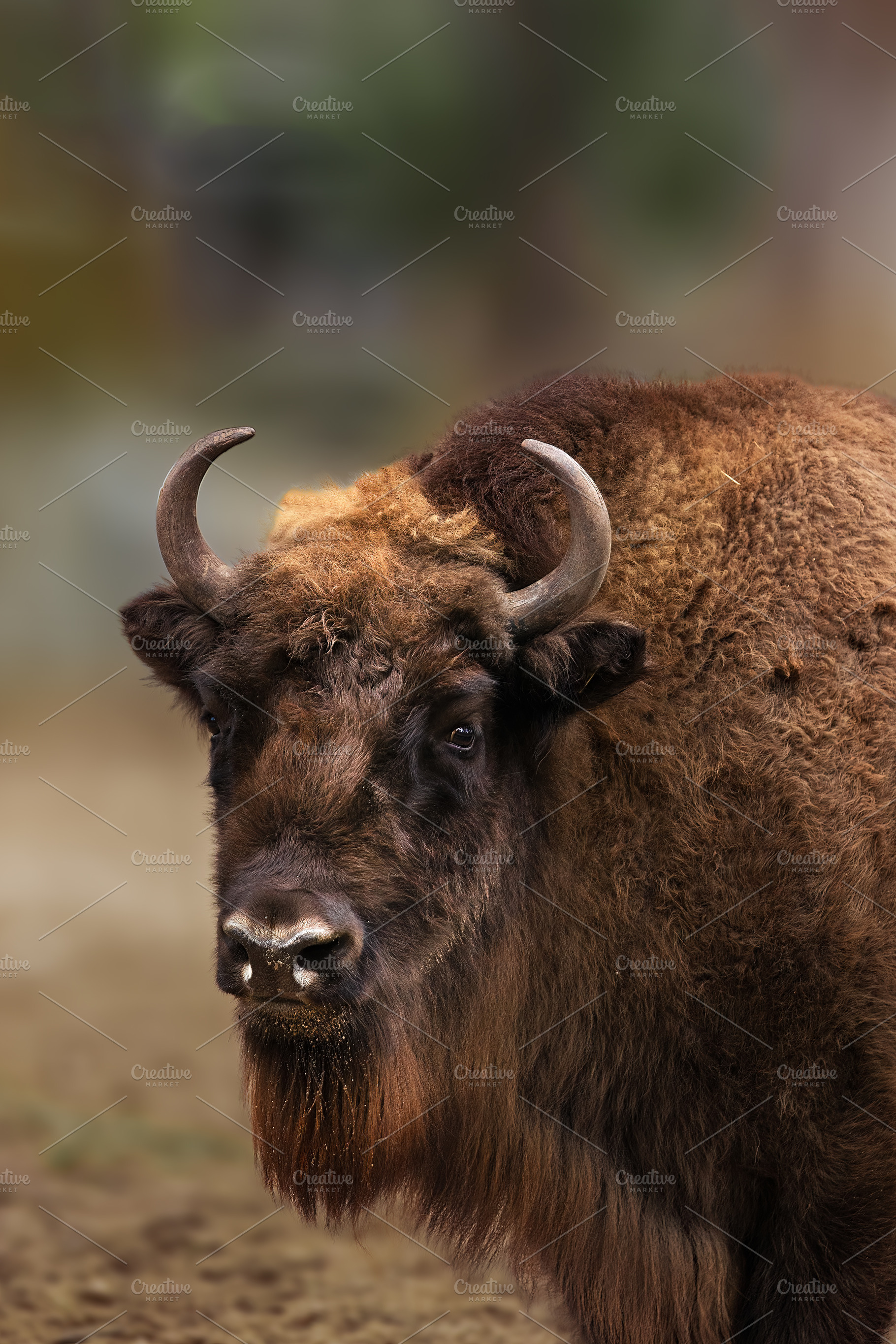 Portrait of a European Bison with a, an Animal Photo by Perpis