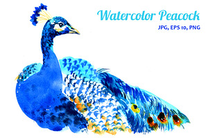 Watercolor Peacock