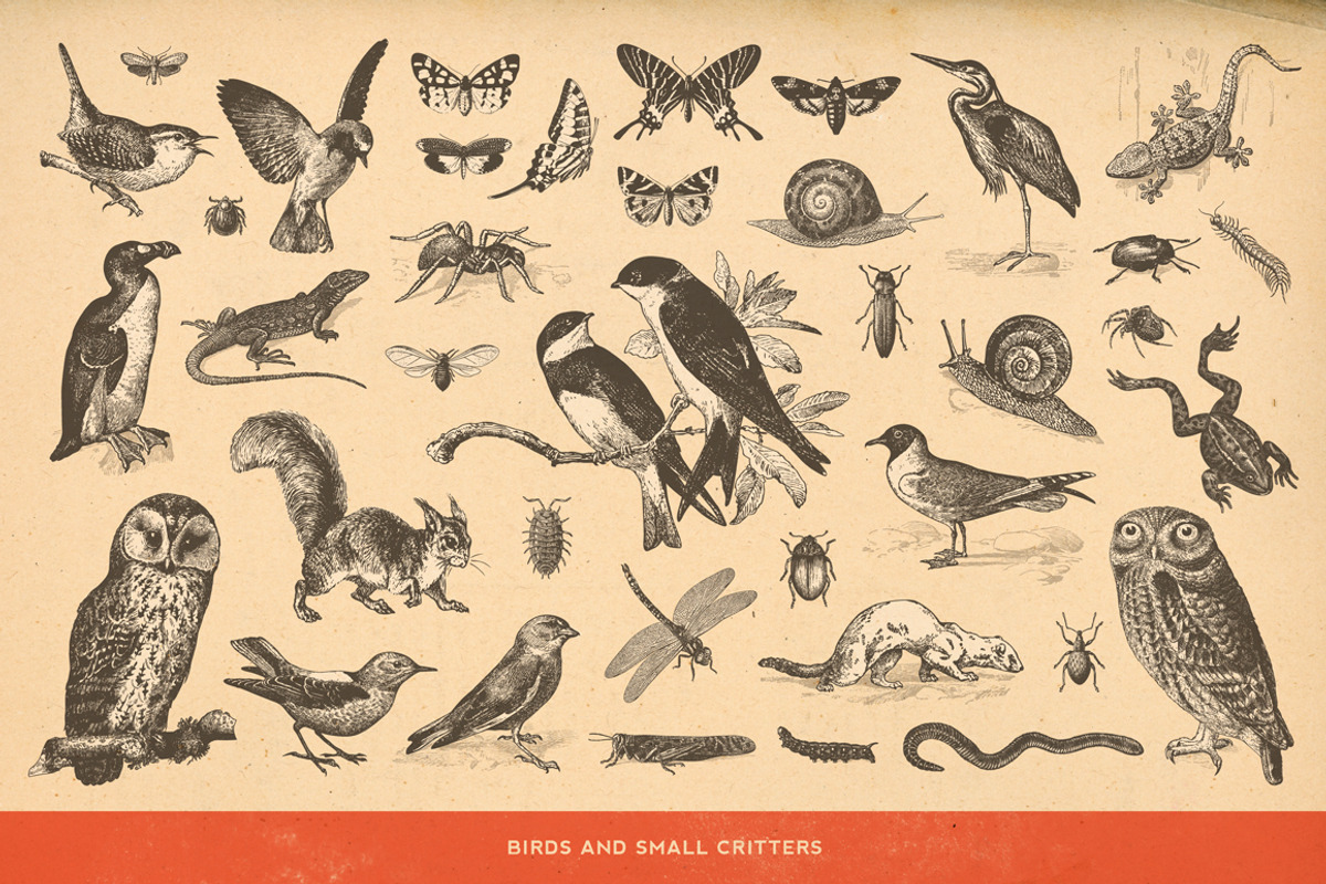 SALE! 100 Animal Illustrations, an Animal Illustration by Anja Kaiser (Photo 4 of 4)