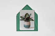 Home Plants, a Nature Photo by Typedreams.site (Thumbnail 2 of 9)