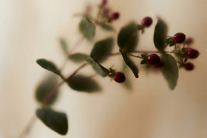 Soft focus botanical branch, a Nature Photo by Virgo Studio
