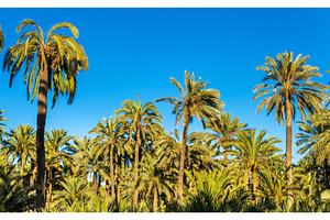 Palmeral of elche spain unesco heritage site stock photo containing spain and, a Nature Photo by Leonid Andronov