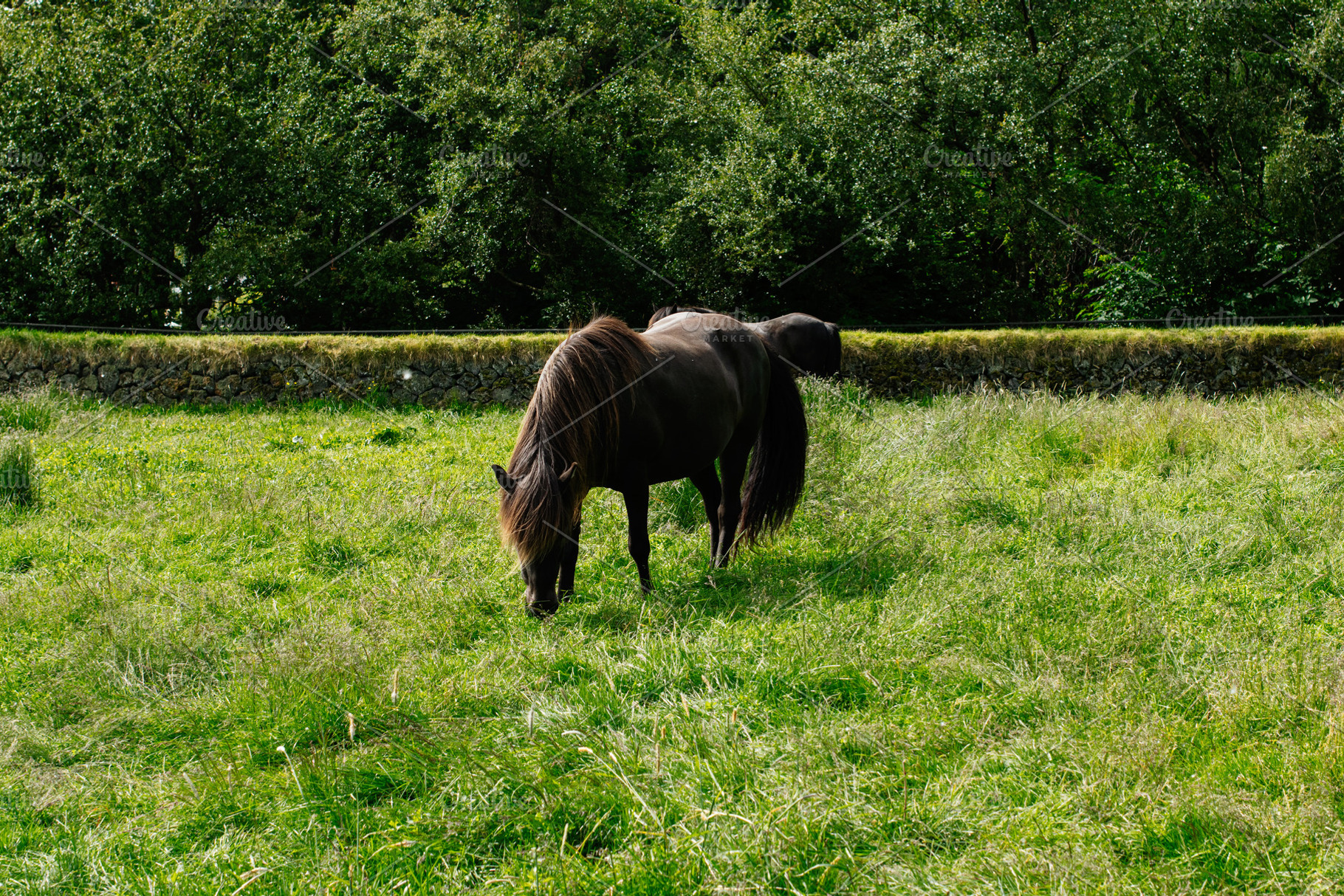 Black horse grazing in green field near Reykjavik, Iceland surrounded by nature, a Photo by AS photostudio