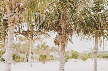 Sunbeds standing under palm trees, a Holiday Photo by veronika.smirnaya