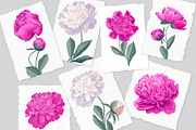 White & Pink Realistic Peonies Set, an Illustration by MarynaPetrovska (Thumbnail 4 of 23)