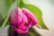 Pastel Dreams Lightroom Presets, an Action Add-On by RockShutter (Thumbnail 2 of 5)