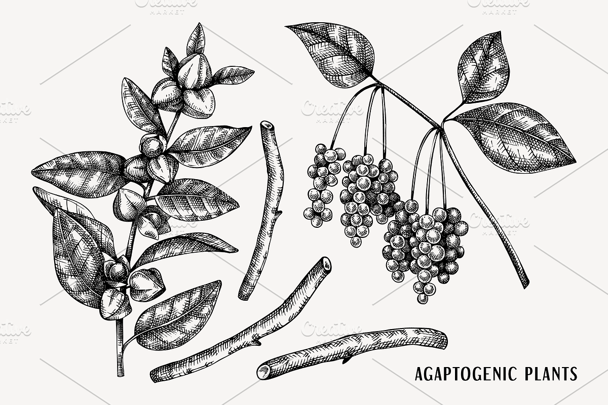 Medicinal Mushrooms & Plants Set, a Healthcare Illustration by Yevheniia (Photo 4 of 12)