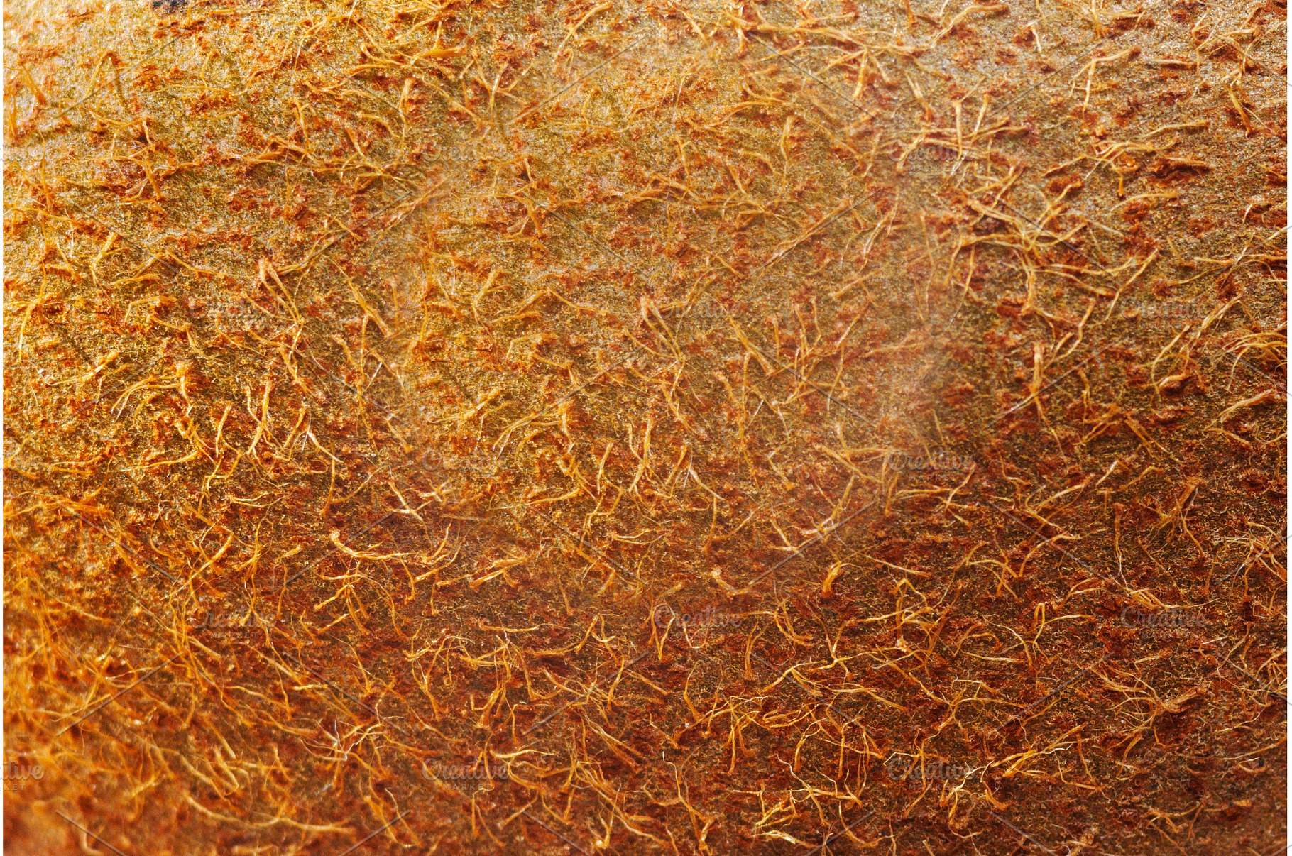 Close-up view of kiwi fruit skin, a Food & Drink Photo by darksoul72