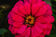 Flower & Garden Collection 15 photos, a Nature Photo by Silent Nature (Thumbnail 10 of 14)