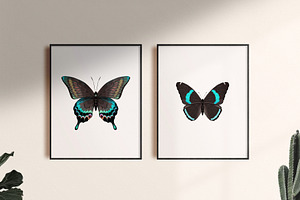 Butterflies Bundle