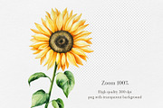 Watercolor Sunflowers Collection, a Seasonal Illustration by Navenzeles (Thumbnail 6 of 12)