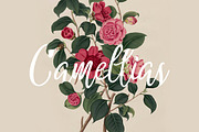 Camellias, a Script Font by Hart Foundry™ (Thumbnail 1 of 8)