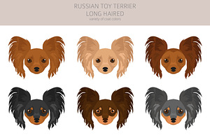 Russian Toy Terrier Longhaired