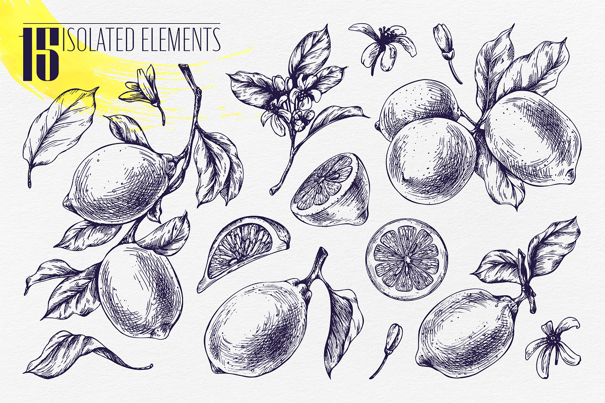 Vintage Lemon Engraving Collection, a Food Illustration by NATASHA CHU (Photo 2 of 14)