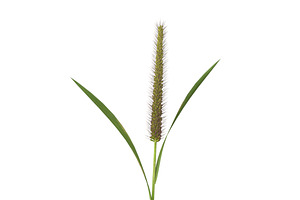 Grass Giant Foxtail Straight