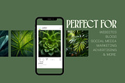 160 Plant Leaves Stock Photos, a Nature Photo by Incomelion (Thumbnail 2 of 15)