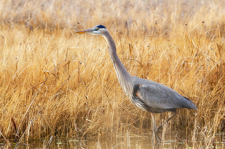 Great Blue Heron in afternoon light