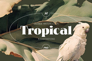 Tropical - watercolor illustrations, a Decorative Illustration by AI Crafted Magnolia