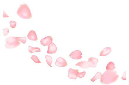 Pink sakura or rose falling petals