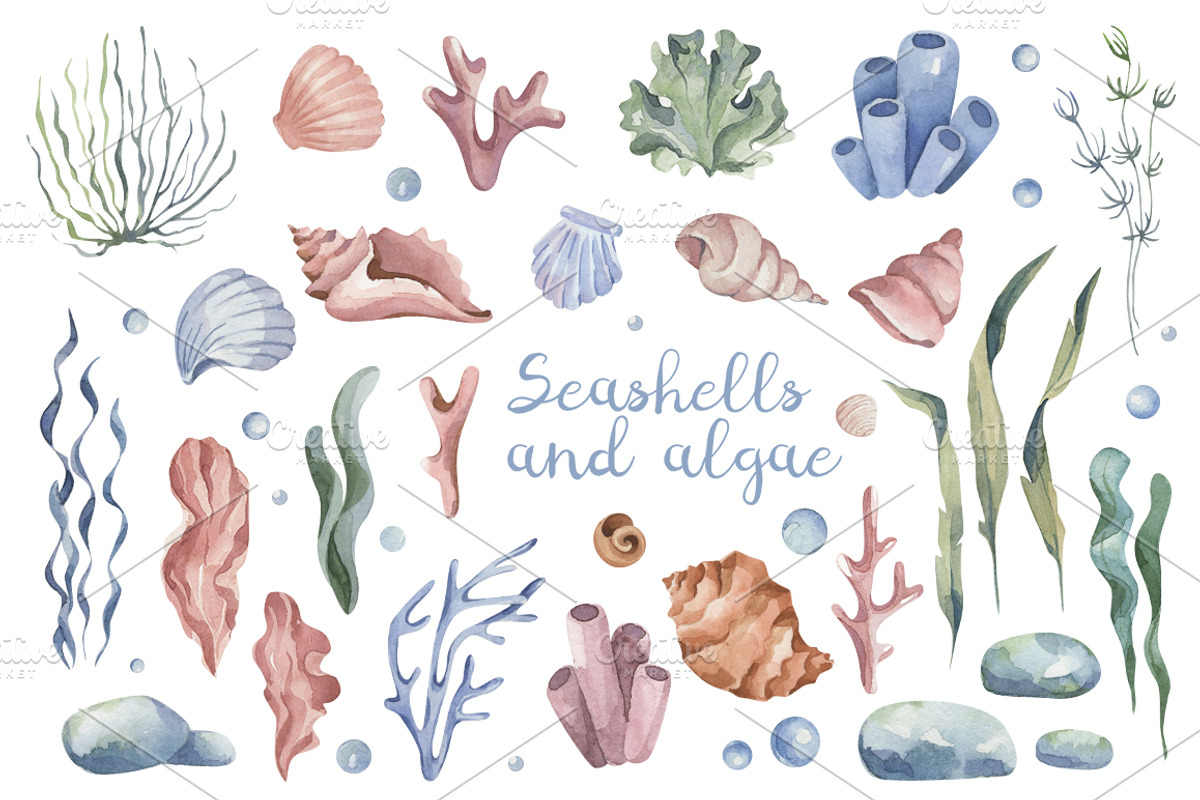 Seashells and algae watercolor set, an Object Graphic by Dessign Sells