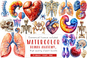 Human Anatomy, Medical Clipart,, an Illustration by CreationArt (Thumbnail 1 of 5)