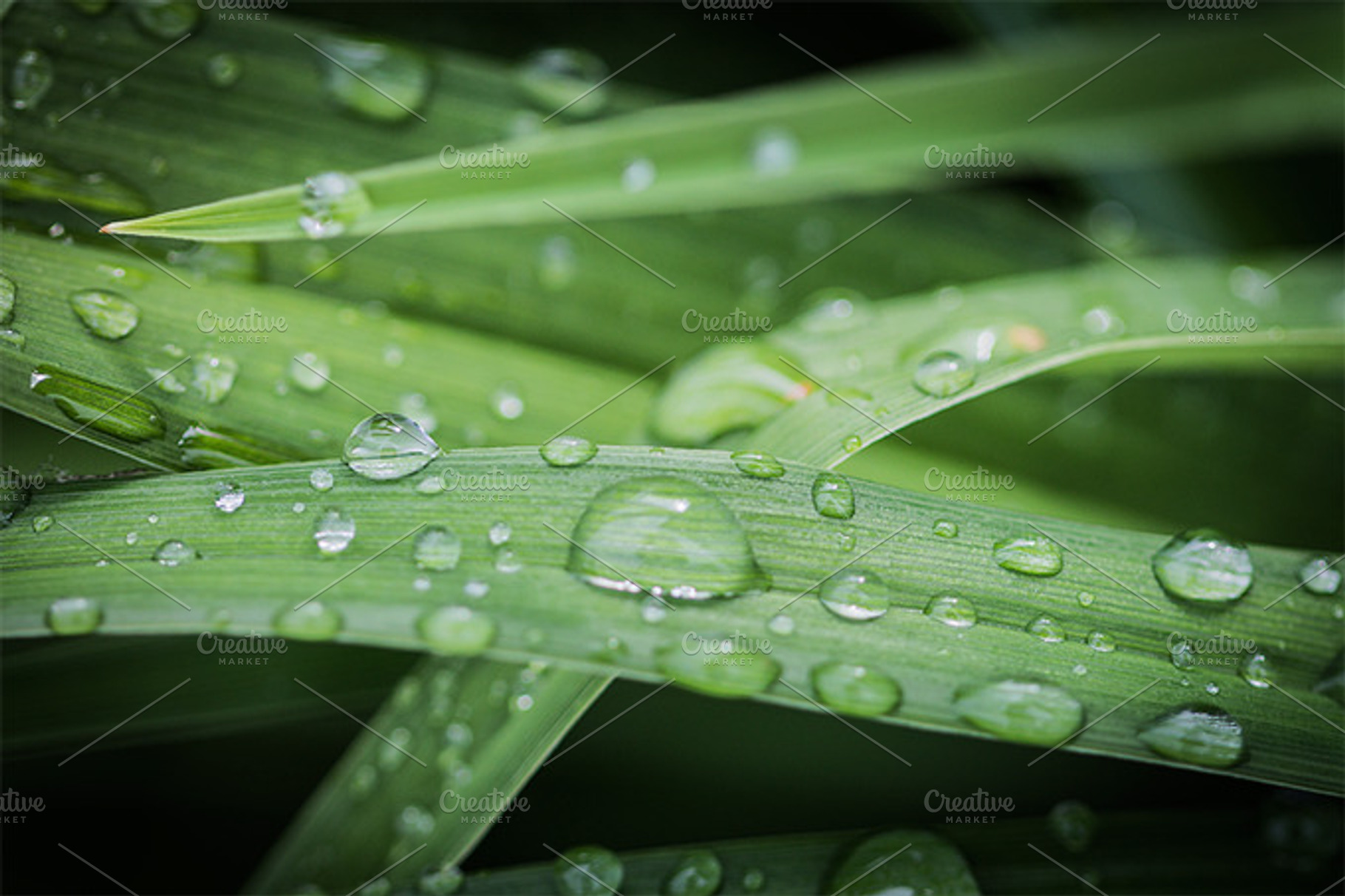 Raindrops Stock Photo