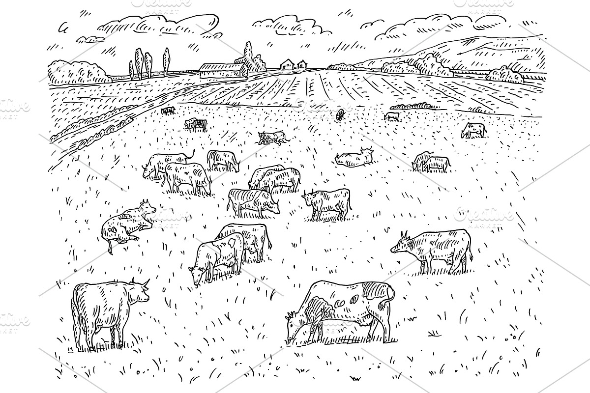 Cows graze in the meadow. Vintage, an Animal Illustration by MoreVector